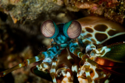 mantis shrimp