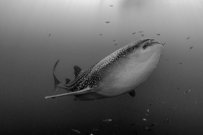 Whaleshark