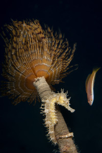 Cavalluccio su spirografo