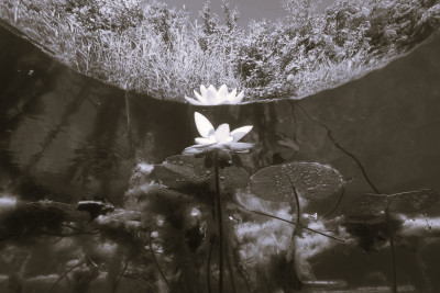 Waterlily black and white