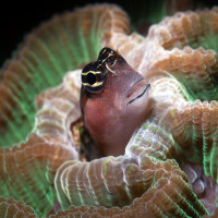blenny