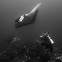 Manty na fotografické stanici - Misool, Indonézie