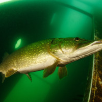 Čekání na kořist....nebo na fotografa? lom Srní, ČR