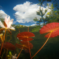 Lekníny a mrak  lom Srní, ČR
