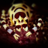 Kreveta Periclimenes colemani - Ambon, Indonésie