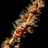 Kreveta Pontonides ankeri - Ambon, Indonésie