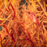 V korálovém křoví, Štětičkovec obecný a kreveta Cuapetes sp. - Seram, Indonésie