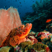 Zátiší s houbou a ropušnicí rodu Scorpaenopsis - Banda Neira, Indonésie