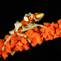 Krab Xenocarcinus tuberculatus  - Ambon, Indonésie