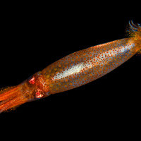 Na lovu - "létající" oliheň podčeledi Ommastrephinae - Seram, Indonésie