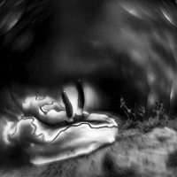 A nudibranch inside a wreck