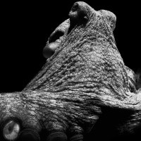 What are you looking at?