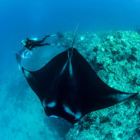 The Giants and the Little Girl