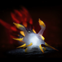 POLYCERA QUADRILINEATA