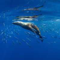 Sardine Run 2024 hunting