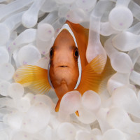 amazing white anemone