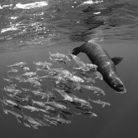 following to sardines