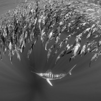 sardine run Magdalena  Mexico