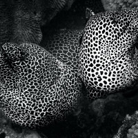 Moray Eels’ Secret Lair
