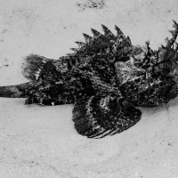 A Master of Disguise Resting