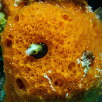 Blennie in Perfect Orange