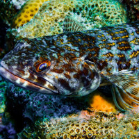 Vibrant Hunter Lying Still