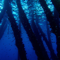 Ocean's Silent Forest