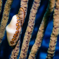 Flamingo Tongue's Vibrant Beauty