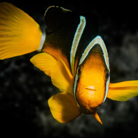 Golden Glimmer in the Red Sea