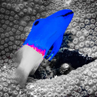 Coral Dreamer From a Fairytale