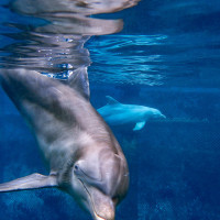 Want to get out of the pool