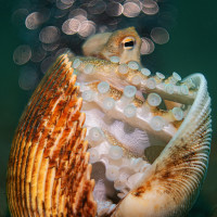 coconut octopus