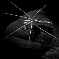 Moray eel being cleaned
