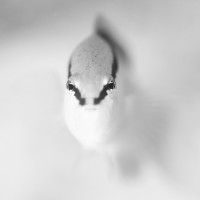 Dottyback eye to eye