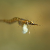 Shrimp in Veerse Meer Holland