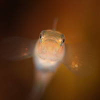 Sparrenooggrondel from Holland Veerse Meer