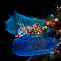 Tiger shrimp on tunicate