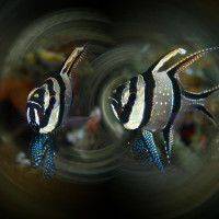 Banggai cardinalfish swirl