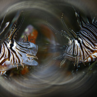 Lionfish swirl