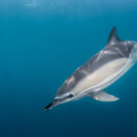 Delfin