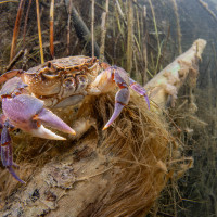 River Crab