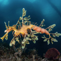Sea Dragon with Eggs