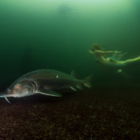 Mermaid & Sturgeon