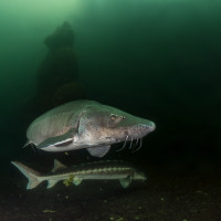 Sturgeon