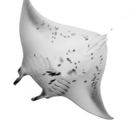 Manta