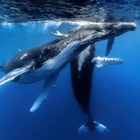 Trio de Baleines