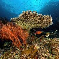 Ambiance sous marine