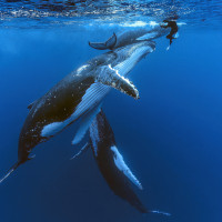 Thierry et les Baleines