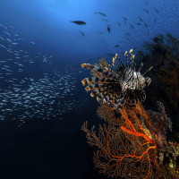 Ptérois et Glassfishes