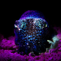GLITTERING BOBTAIL SQUID
